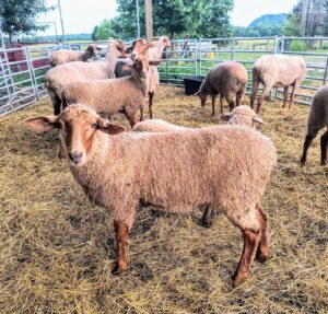 sheep