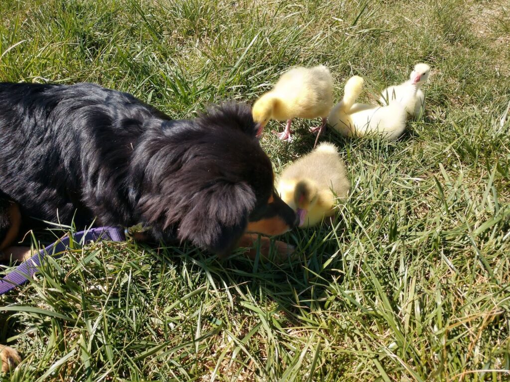 Rhona with baby geese
