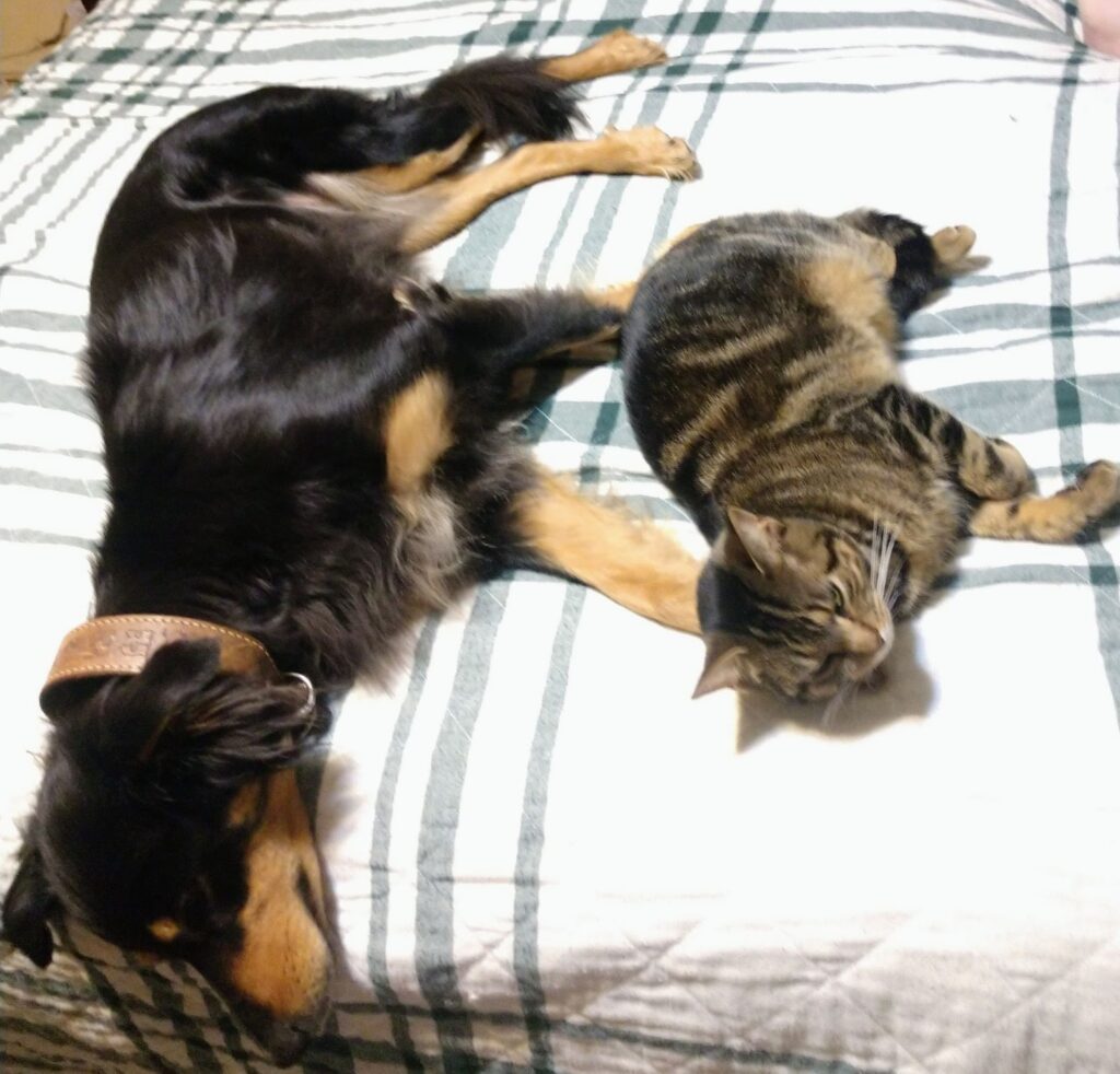 Rhona with a kitten