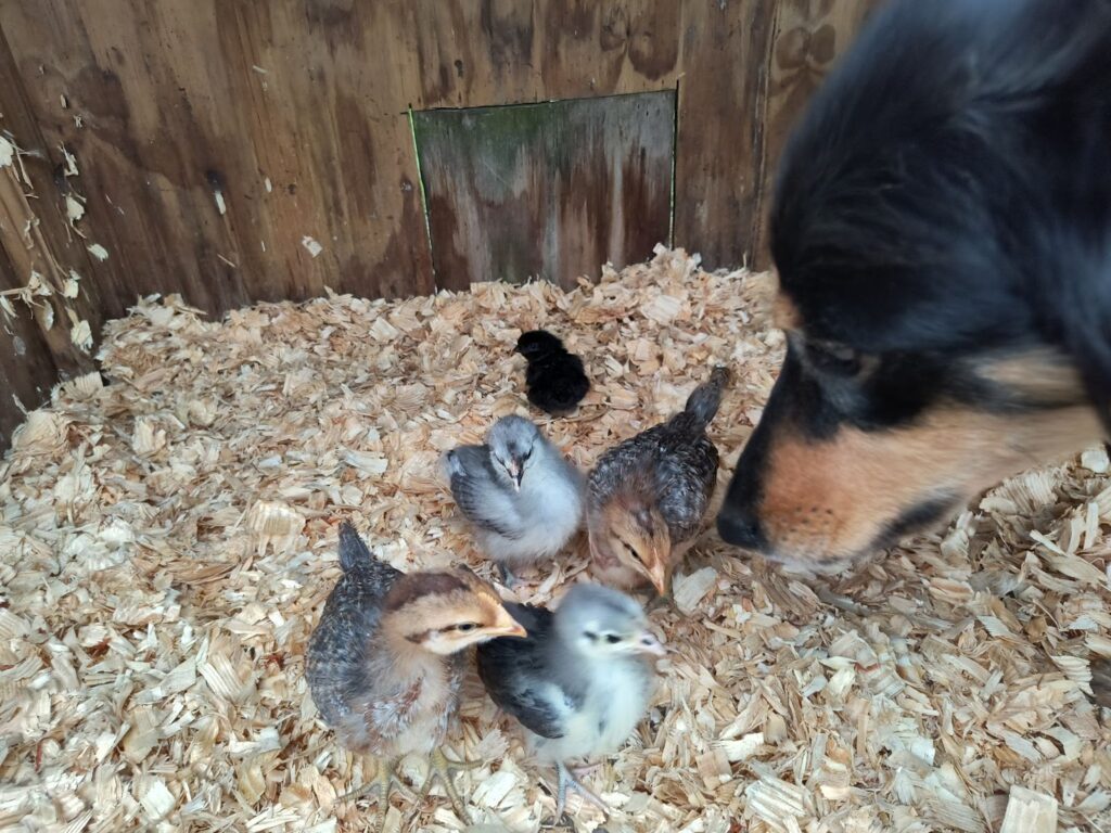 Rhona with chicks
