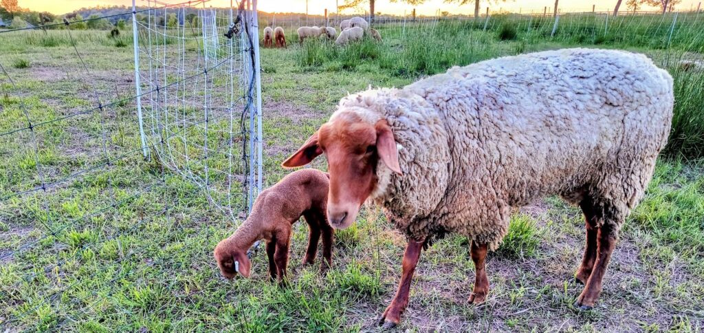 sheep