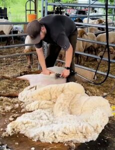 sheep fleece