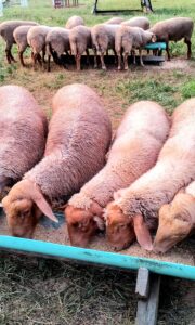 sheep lambs