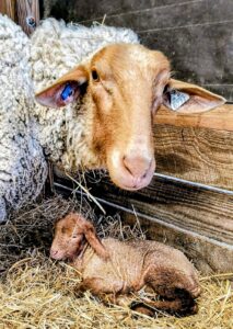 sheep stock